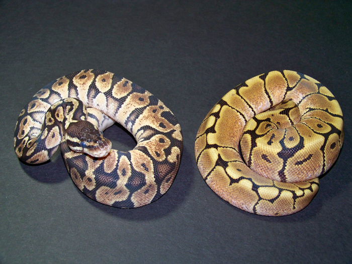 Couple mophs