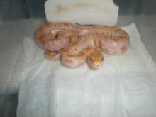 Albino Burmese Hatchling het Labyrinth