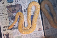 Albino Burmese Het Labyrinth