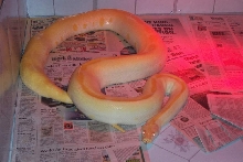 Albino Green Burm
