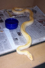 Yearling albino green female