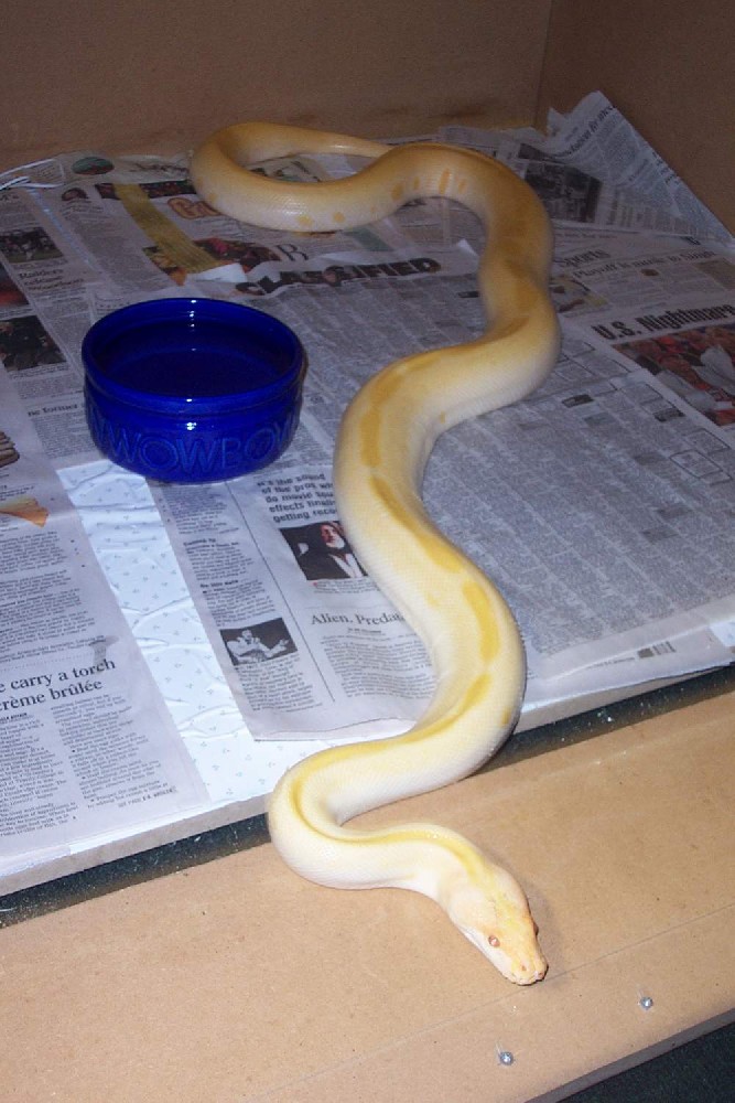 Yearling albino green female