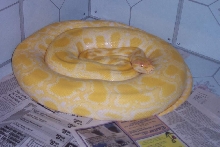 Albino Burm Het Labyrinth