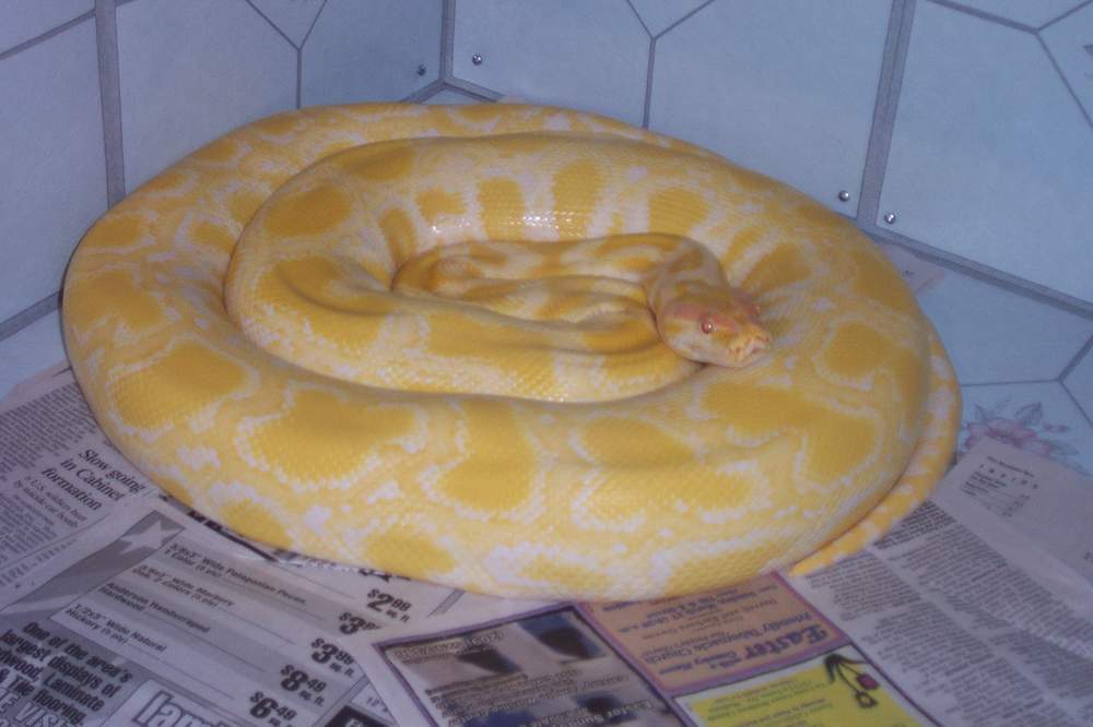 Albino Burm Het Labyrinth
