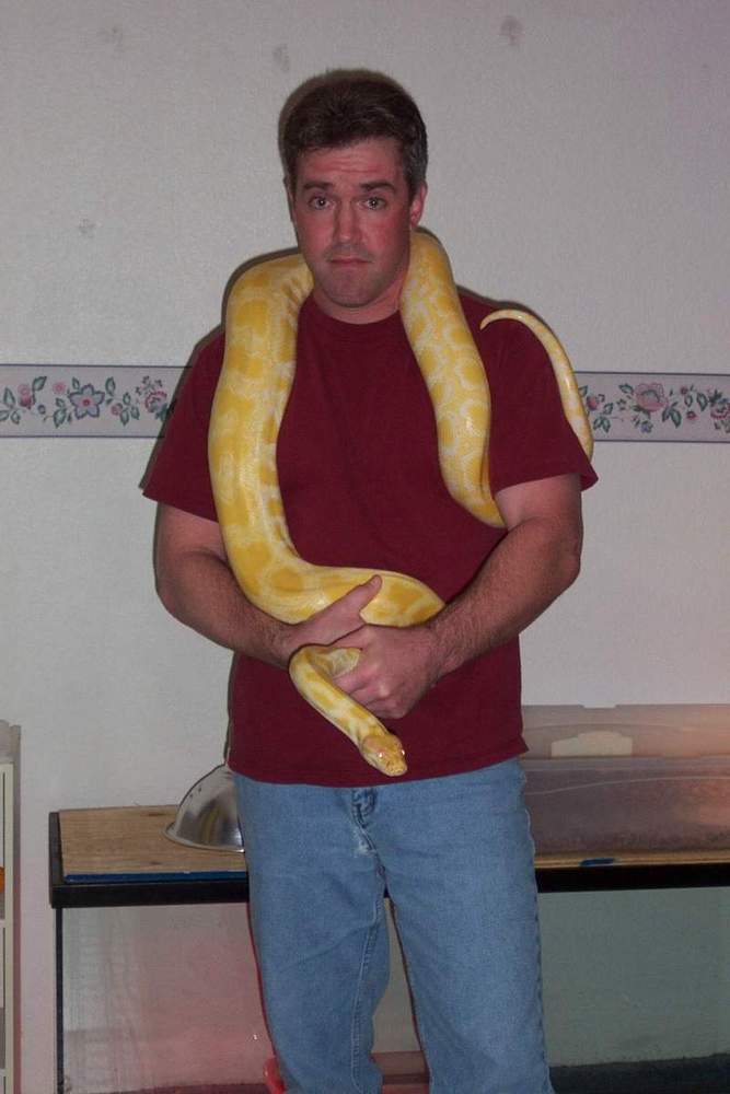 Albino Burmese Python Het Labyrinth