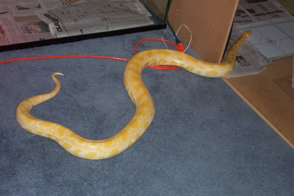 Albino Burmese Python Het Labyrinth