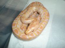 Albino het green 50% poss het lab