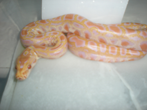 Albino Burmese het green 50% poss het labby 2
