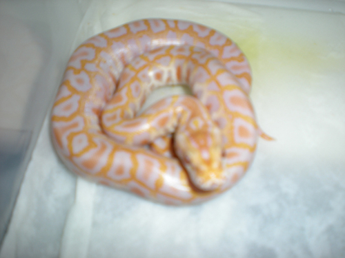 Albino Het Lab/Gran