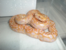 Albino het lab/gran 2