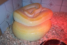 Gravid Albino Green Burmese