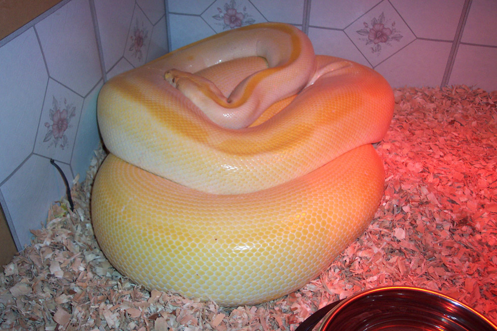 Gravid Albino Green Burmese