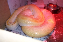 Gravid Albino Green Burmese Python