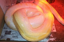 Gravid Albino Green Burmese Python
