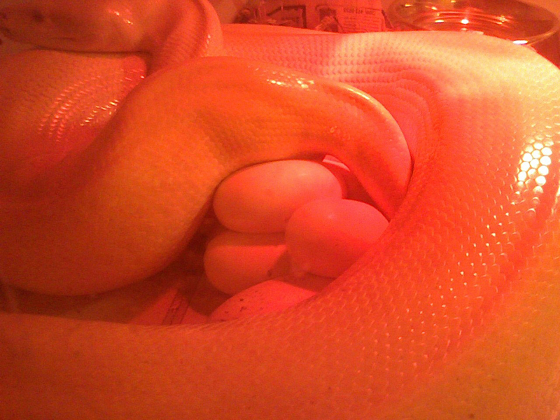 Albino Green Burmese Python Eggs