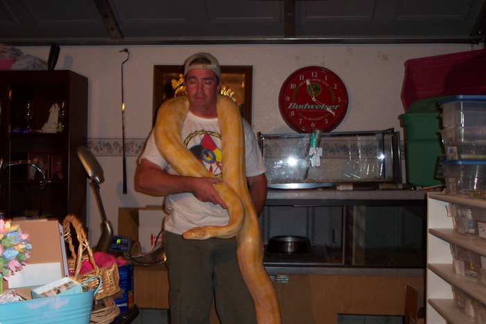 Albino Burmese Het Labyrinth