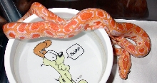 hatchling albino burm
