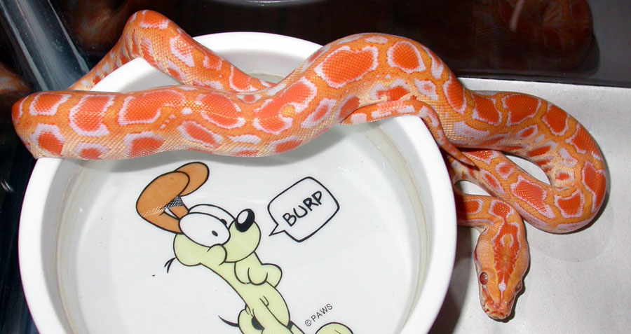 hatchling albino burm