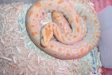 my newest albino burm het laby