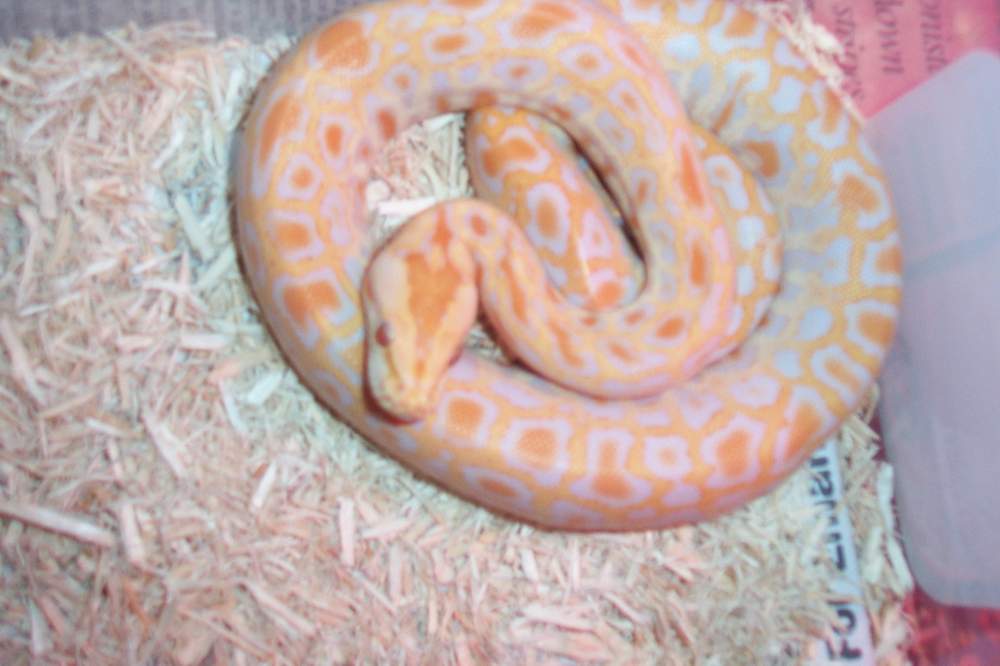 my newest albino burm het laby