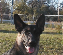 Bruiser