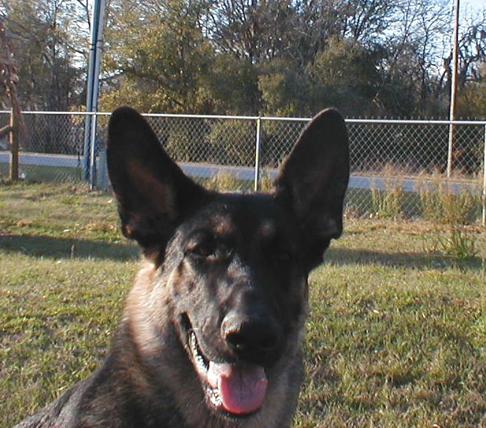 Bruiser