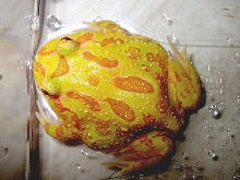 Albino Ornata