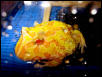 Albino Ornata 2
