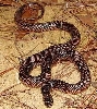 goini '05 female