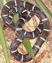 obx '02 male3