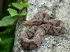 copperhead northern