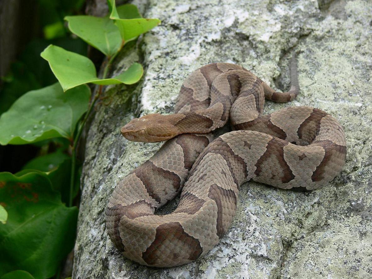 copperhead northern
