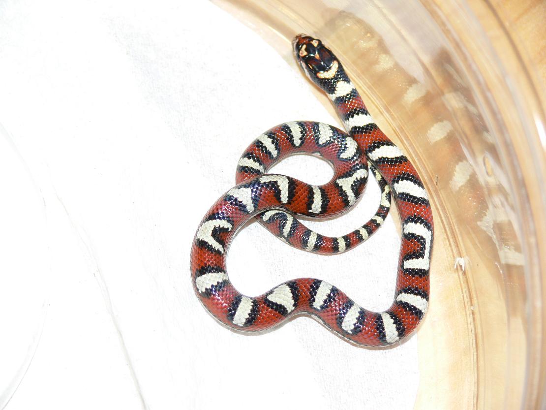 baby nj coastal1