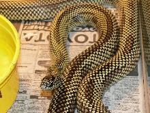 partially striped goini
