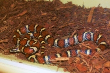 female2