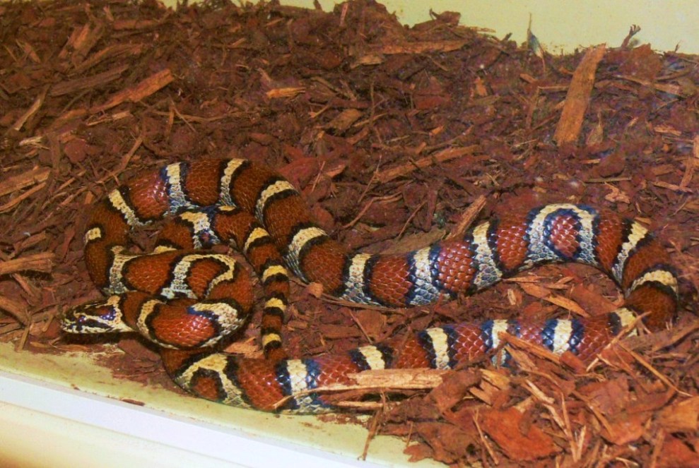 female2