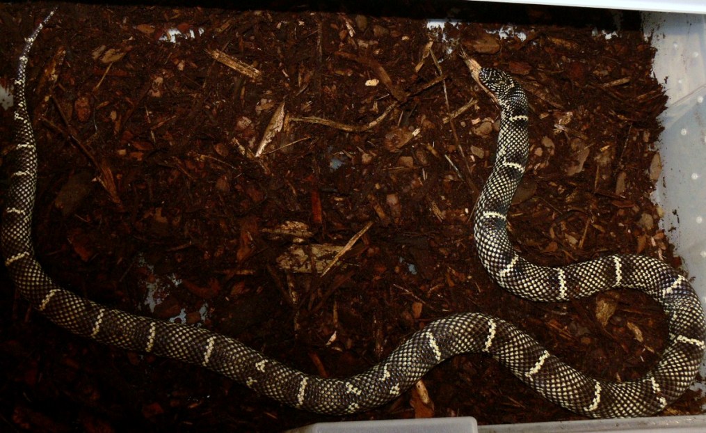 '04female