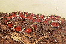 male