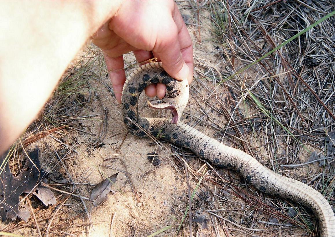 southern hog female