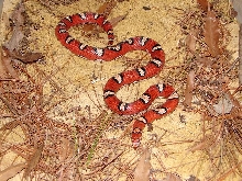 ocean county coastal female