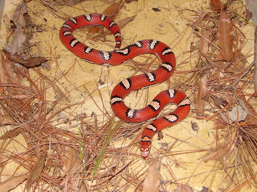 ocean county coastal female