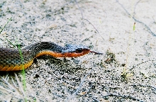 erythrogaster