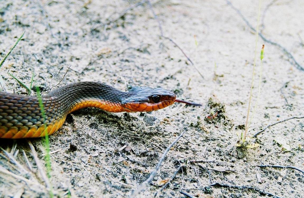 erythrogaster