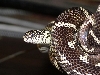 1obx '02 female