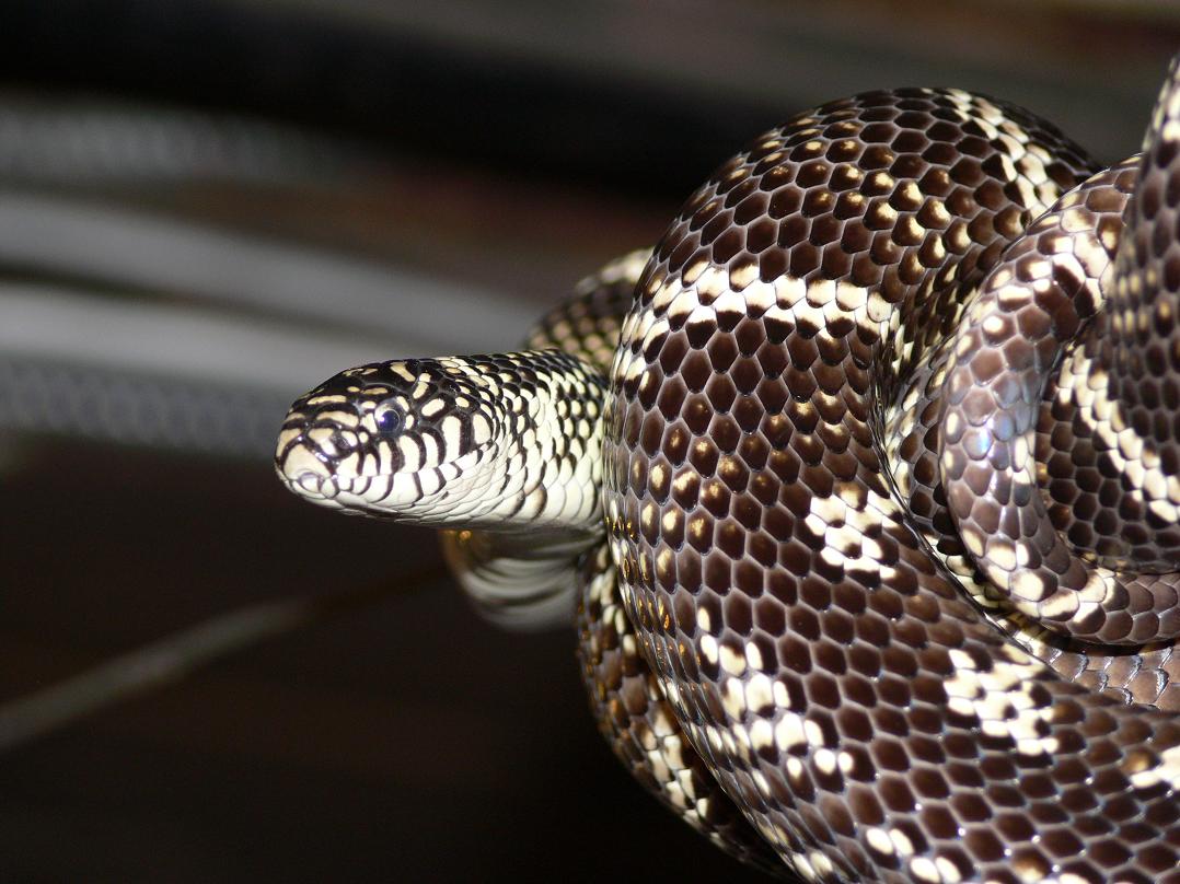 1obx '02 female