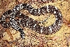 sticticeps '02 female
