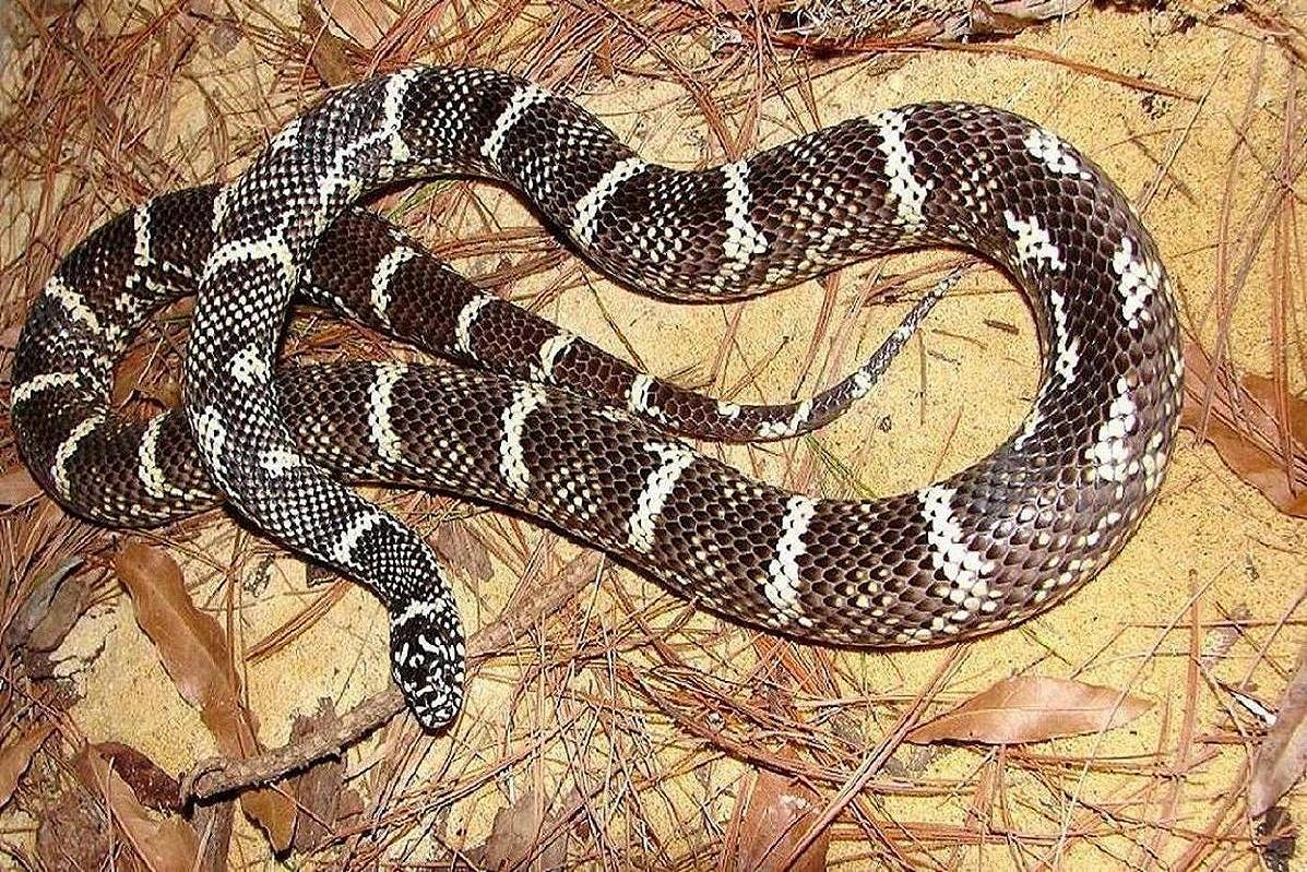 sticticeps '02 female