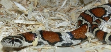 1milk-coastal burlington female