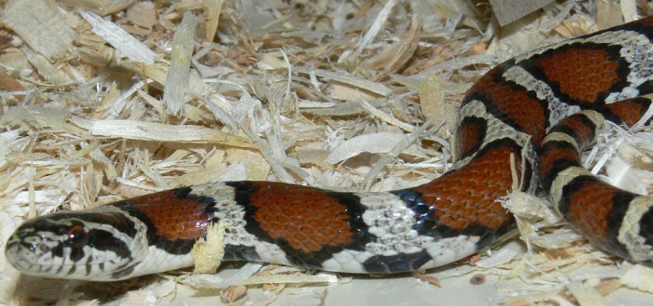 1milk-coastal burlington female