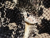 female northern pine